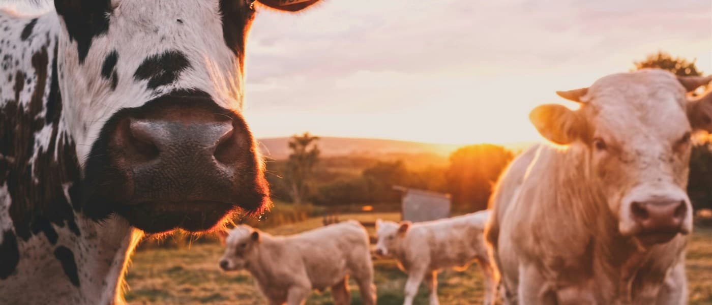 Cattle and goats grazing in a fenced pasture
